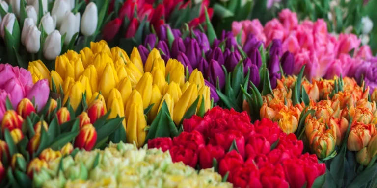 The Enchanting World of Tulipanes: A Journey Through History, Cultivation, and Symbolism