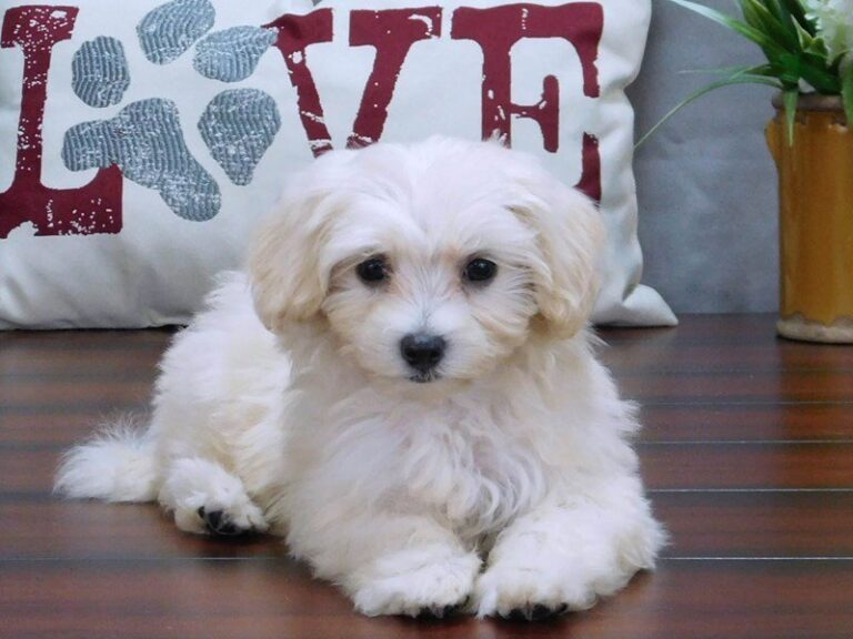 Finding the Perfect Maltipoo Puppy: Your Comprehensive Guide to "Maltipoo puppies for sale near me"