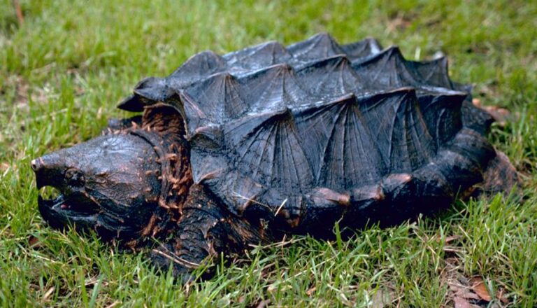 Snapping turtles: The Ancient Reptiles of North America