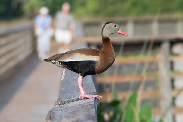 Understanding the Anatomy and Evolution of the Duck Penis