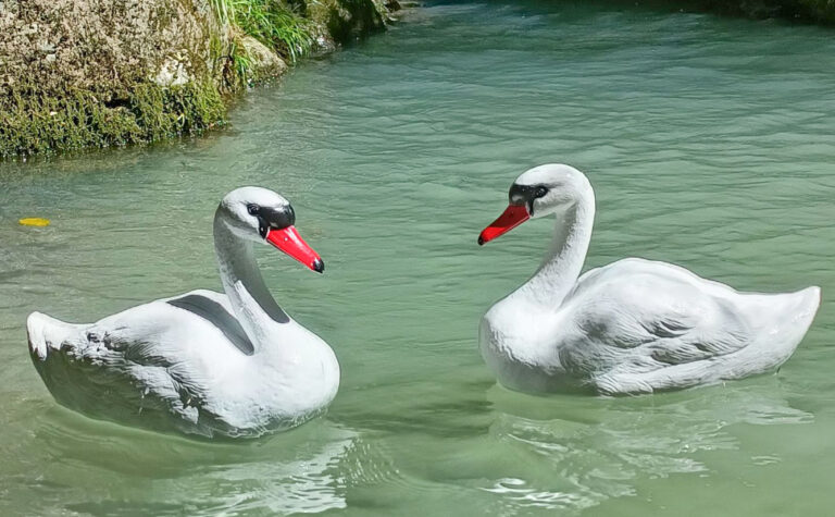 Diy Spray Best Swan Deterrent Outdoor