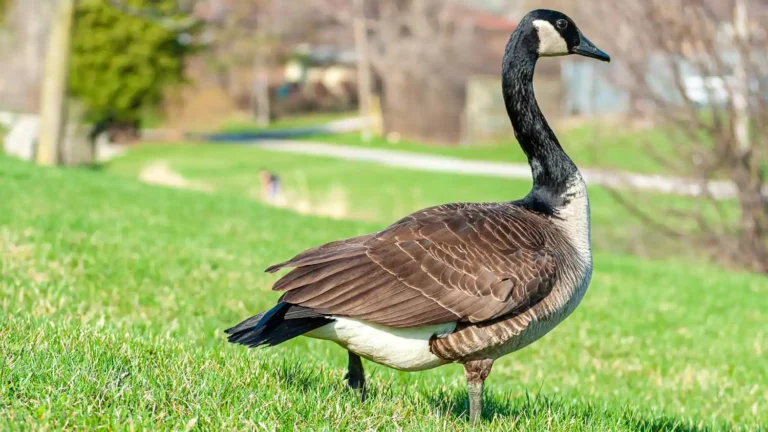 How to Keep Swans Off Your Property with Chemicals